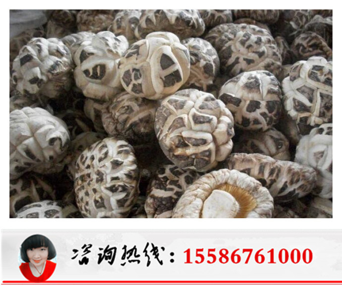 “中国香菇之乡”随县三里岗镇 